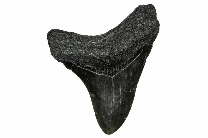 Juvenile Megalodon Tooth - South Carolina #340742